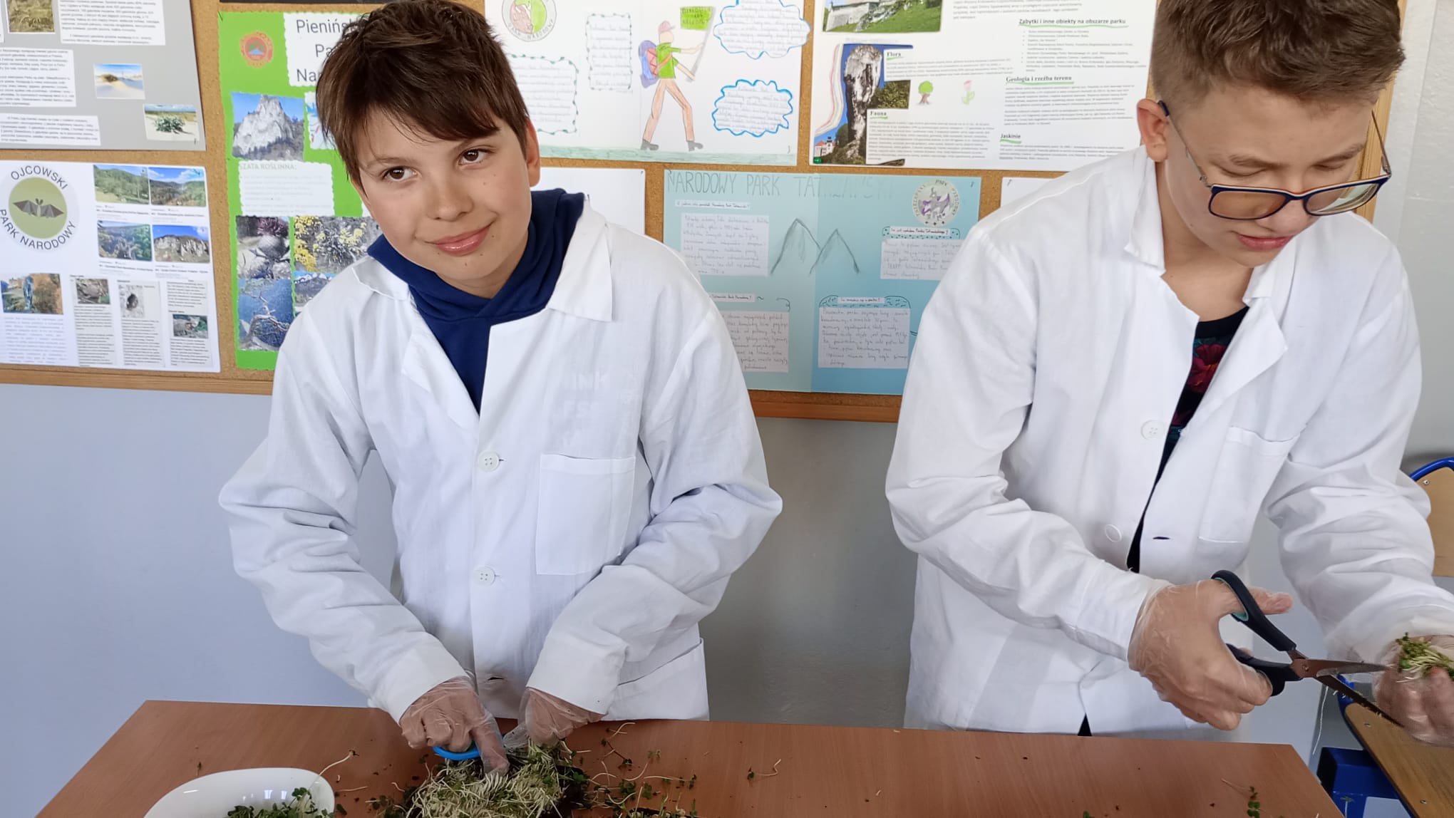 Dwaj uczniowie w białych fartuchach. Przygotowują mikroliście do degustacji podczas zielonej przerwy.
